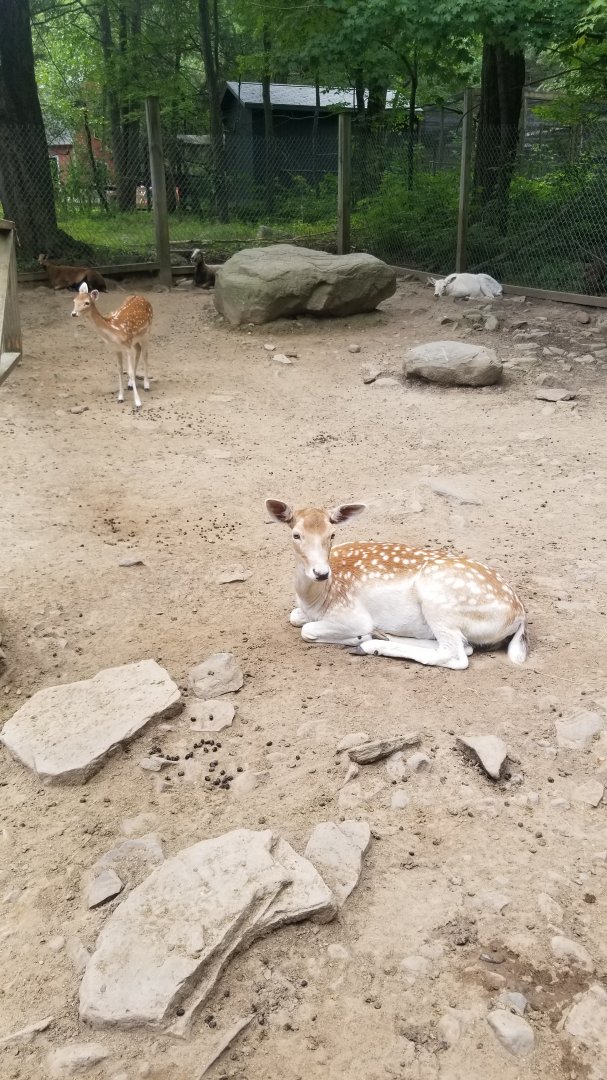 Claws N Paws - Fallow deer