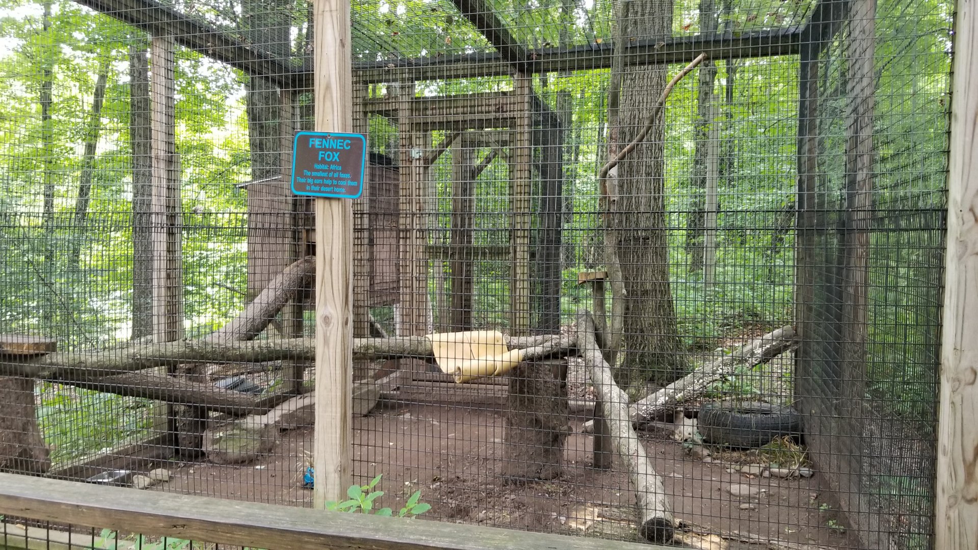 Claws N Paws - Fennec Fox