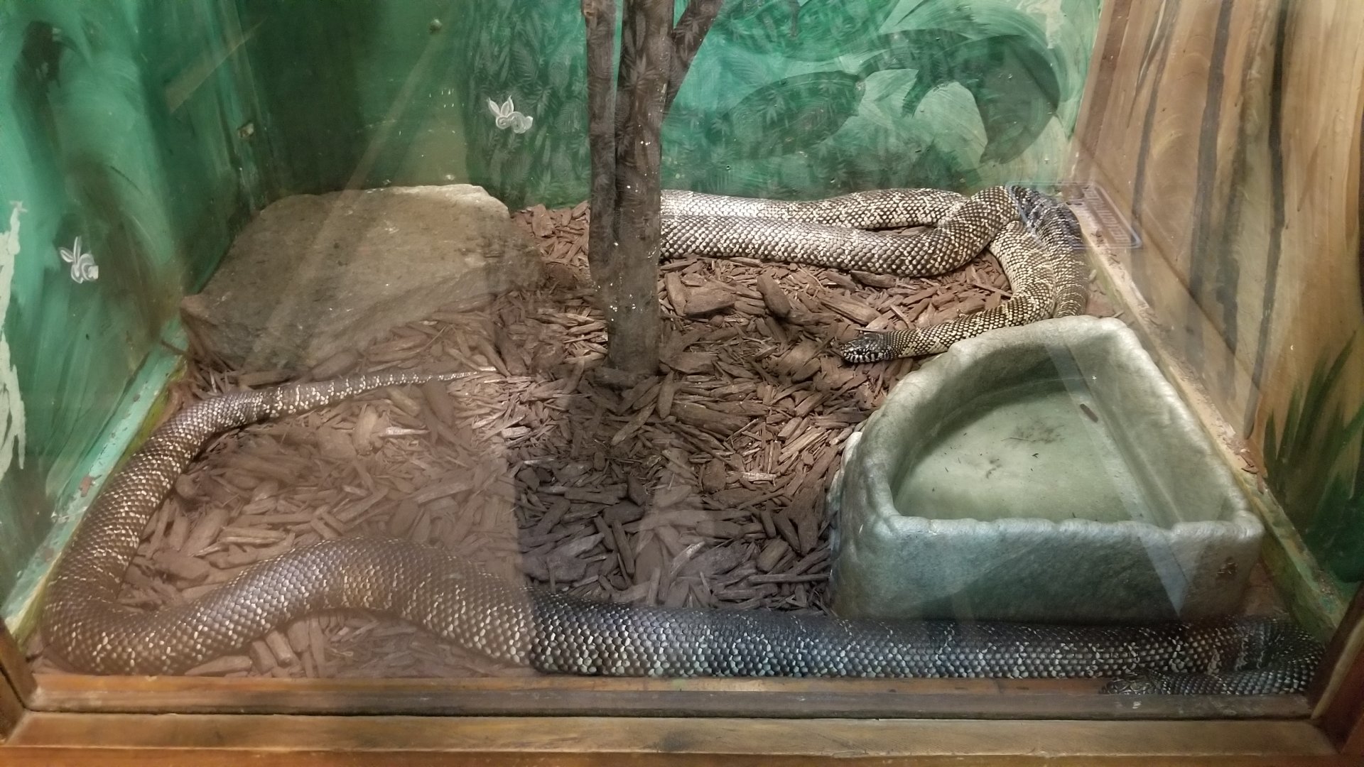 Claws N Paws - Florida King Snakes