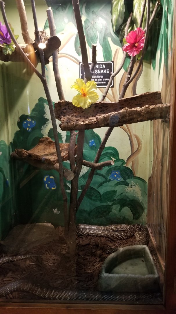 Claws N Paws - Florida Pine Snake