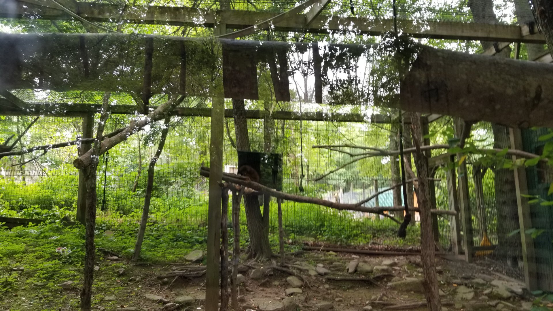 Claws N Paws - "Gibbon", species ID?