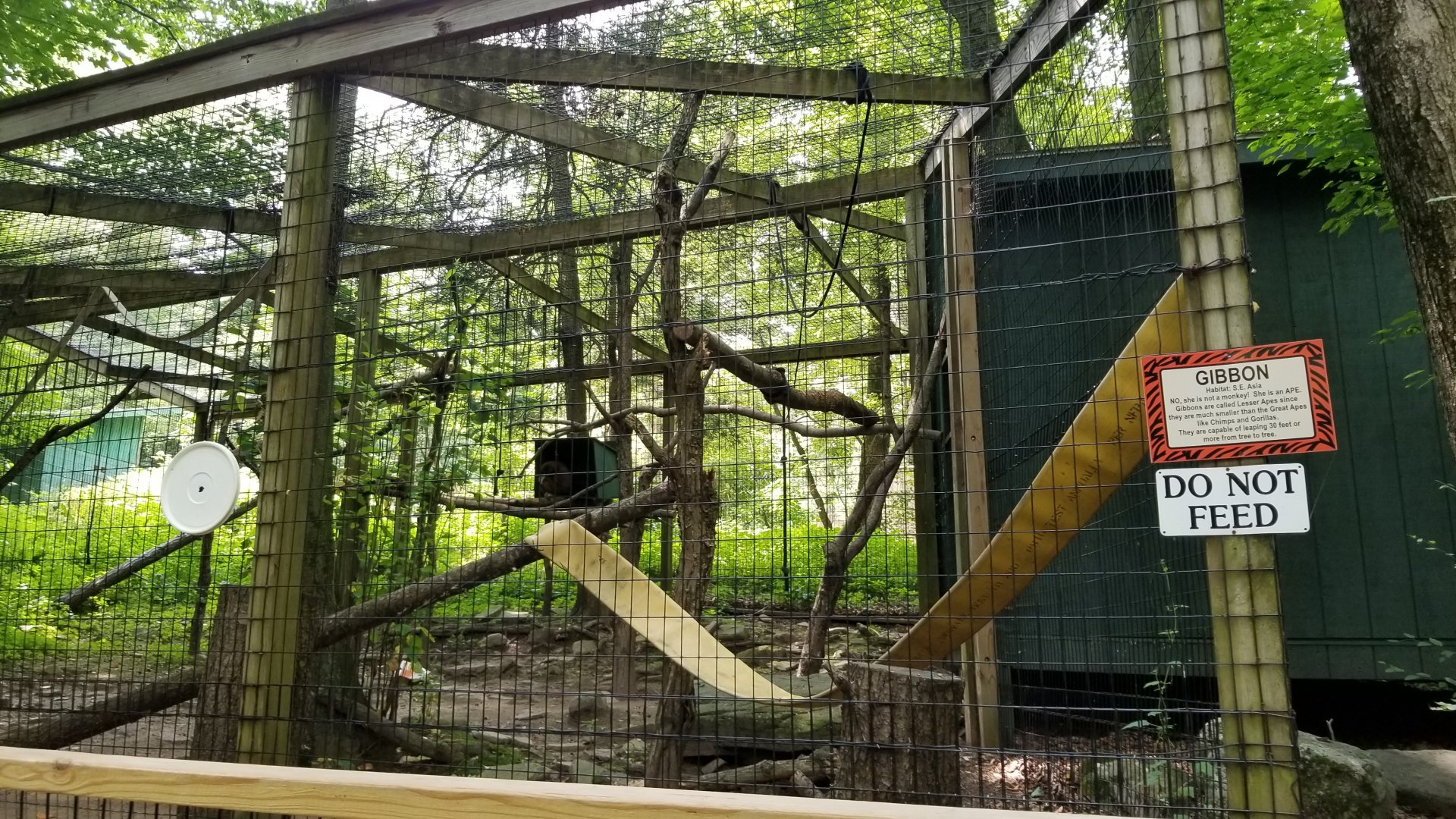 Claws N Paws - "Gibbon"