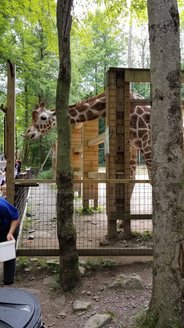 Claws N Paws - Giraffe being fed