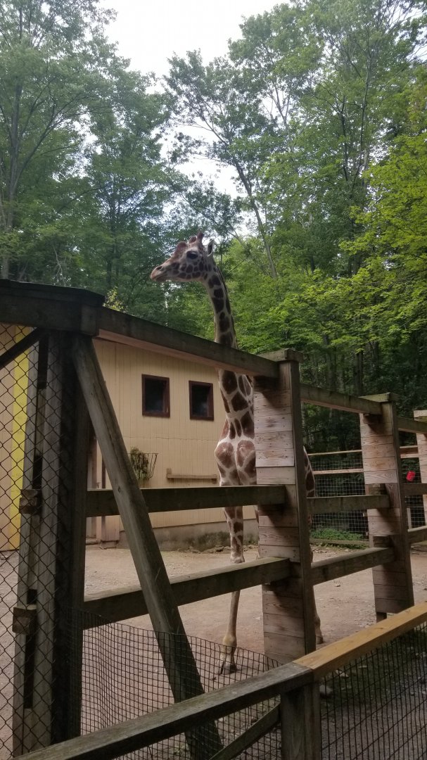 Claws N Paws - Giraffe