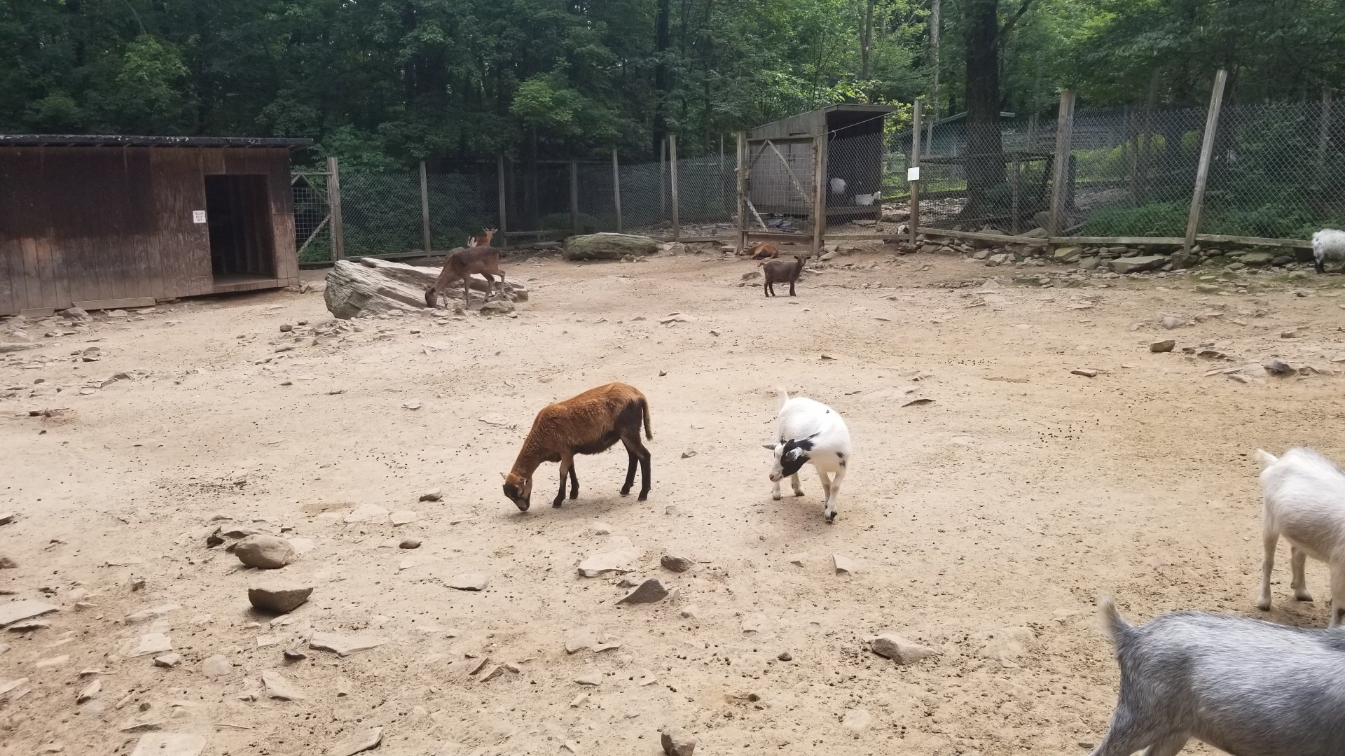 Claws N Paws - Goat and fallow deer feeding area