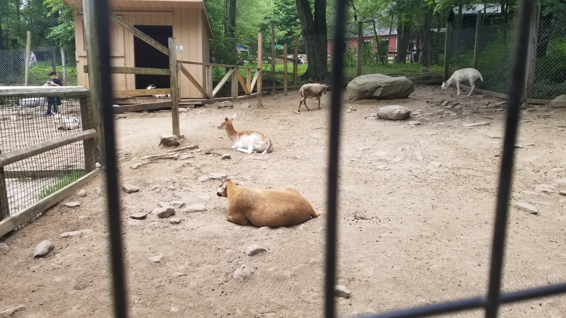 Claws N Paws - Goats, sheep, fallow deer