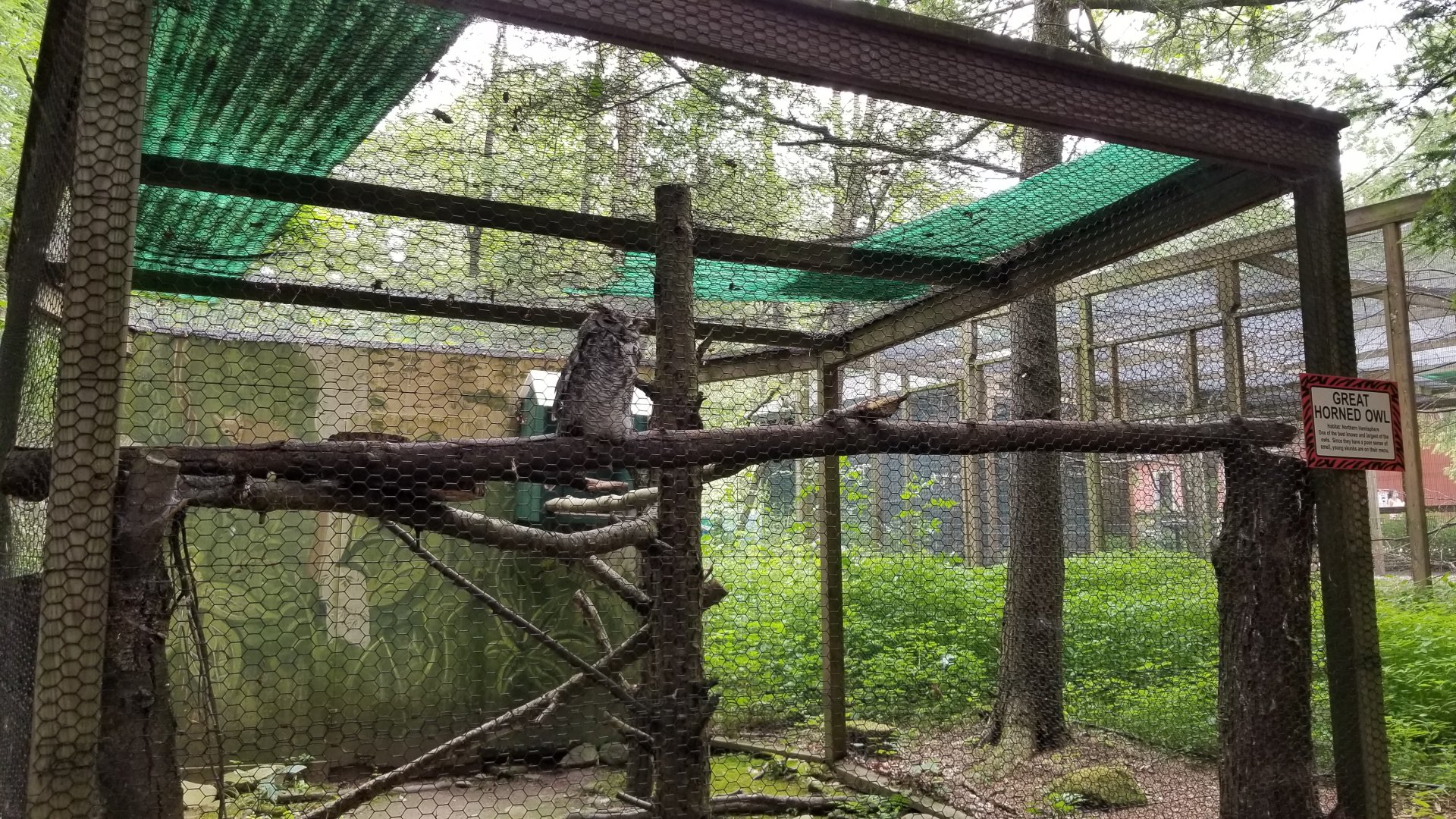 Claws N Paws - Great Horned Owl