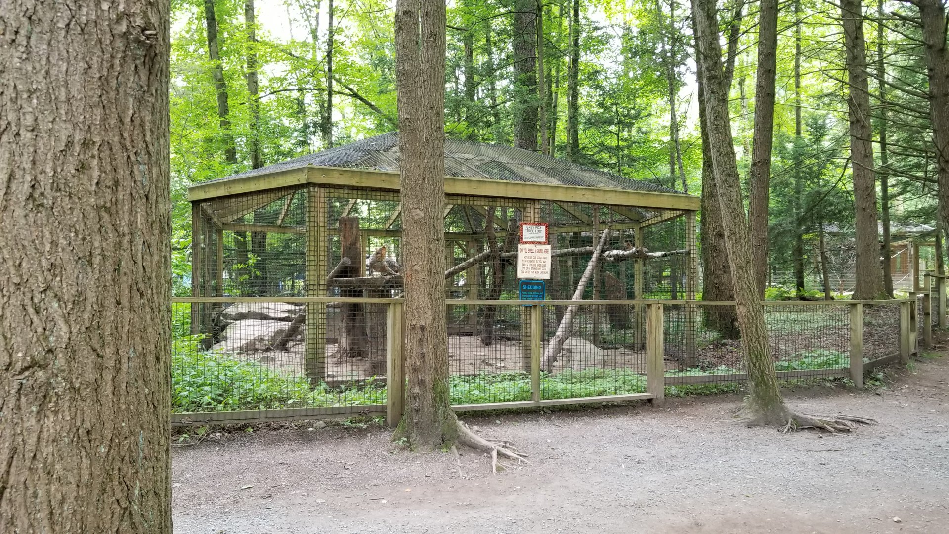 Claws N Paws - Grey Fox exhibit