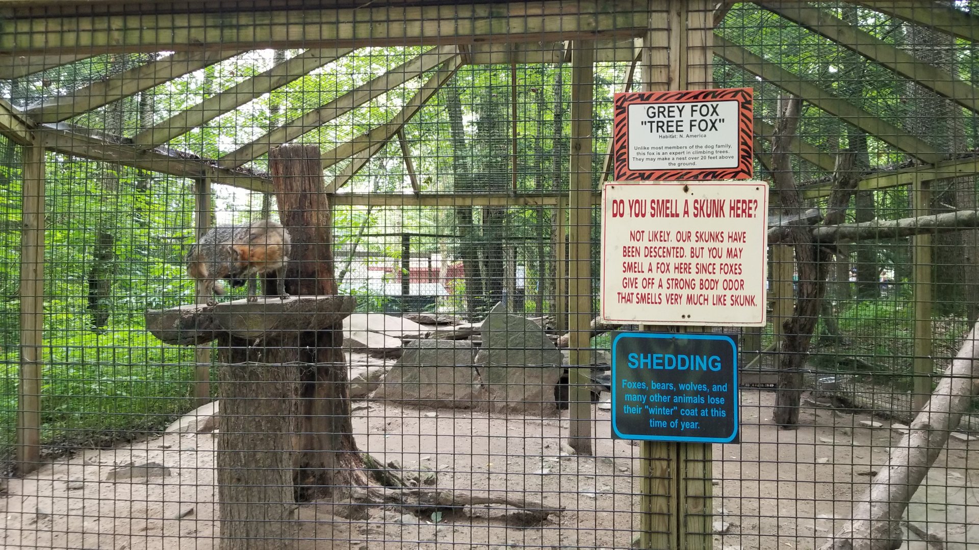 Claws N Paws - Grey fox