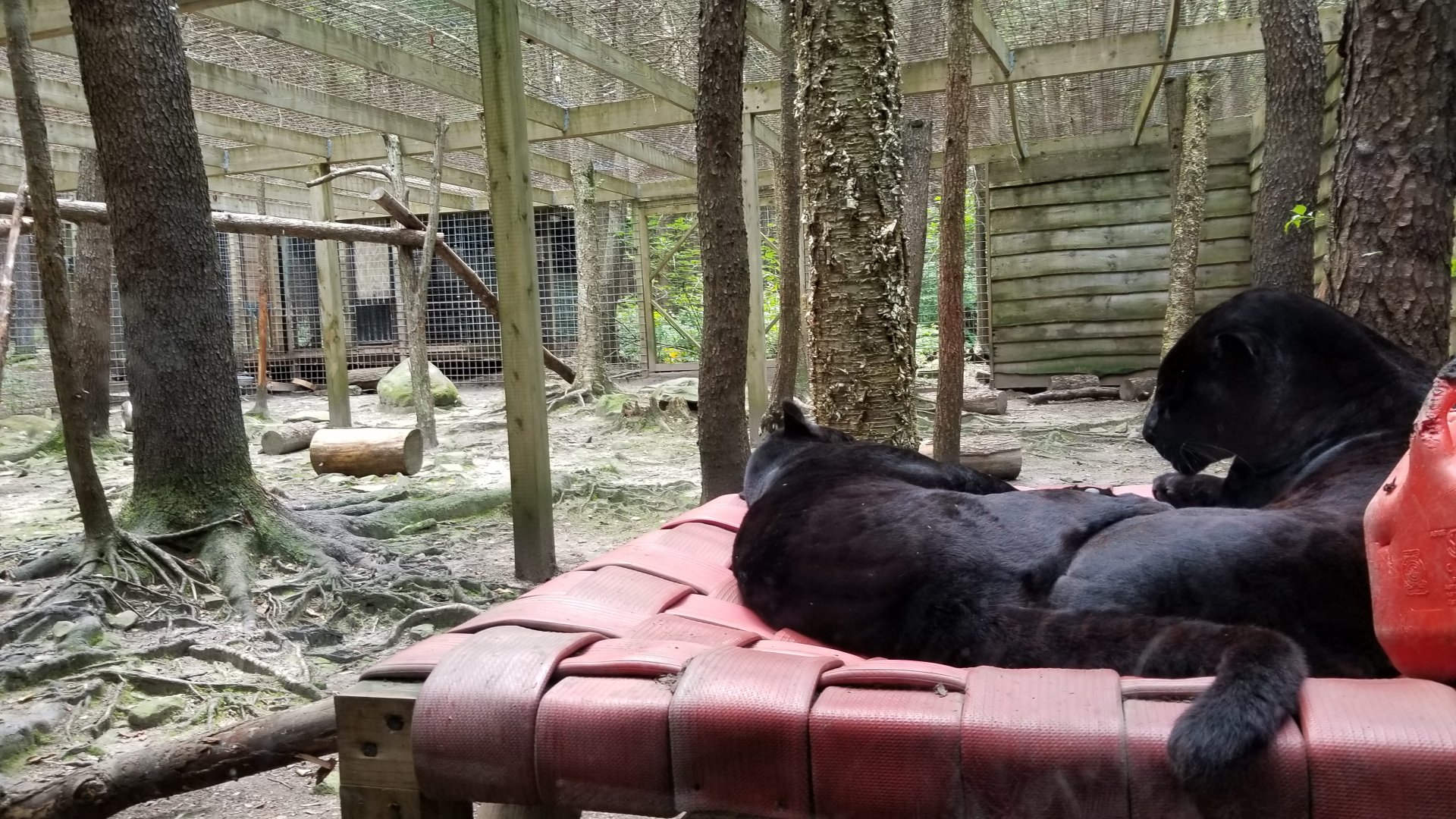 Claws N Paws - Jaguar exhibit
