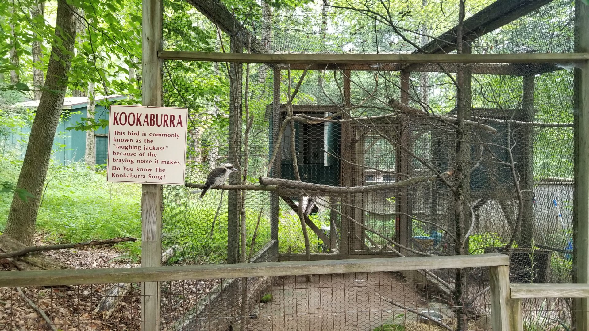 Claws N Paws - Kookaburra