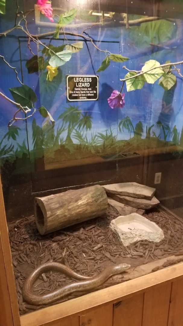 Claws N Paws - Legless Lizard