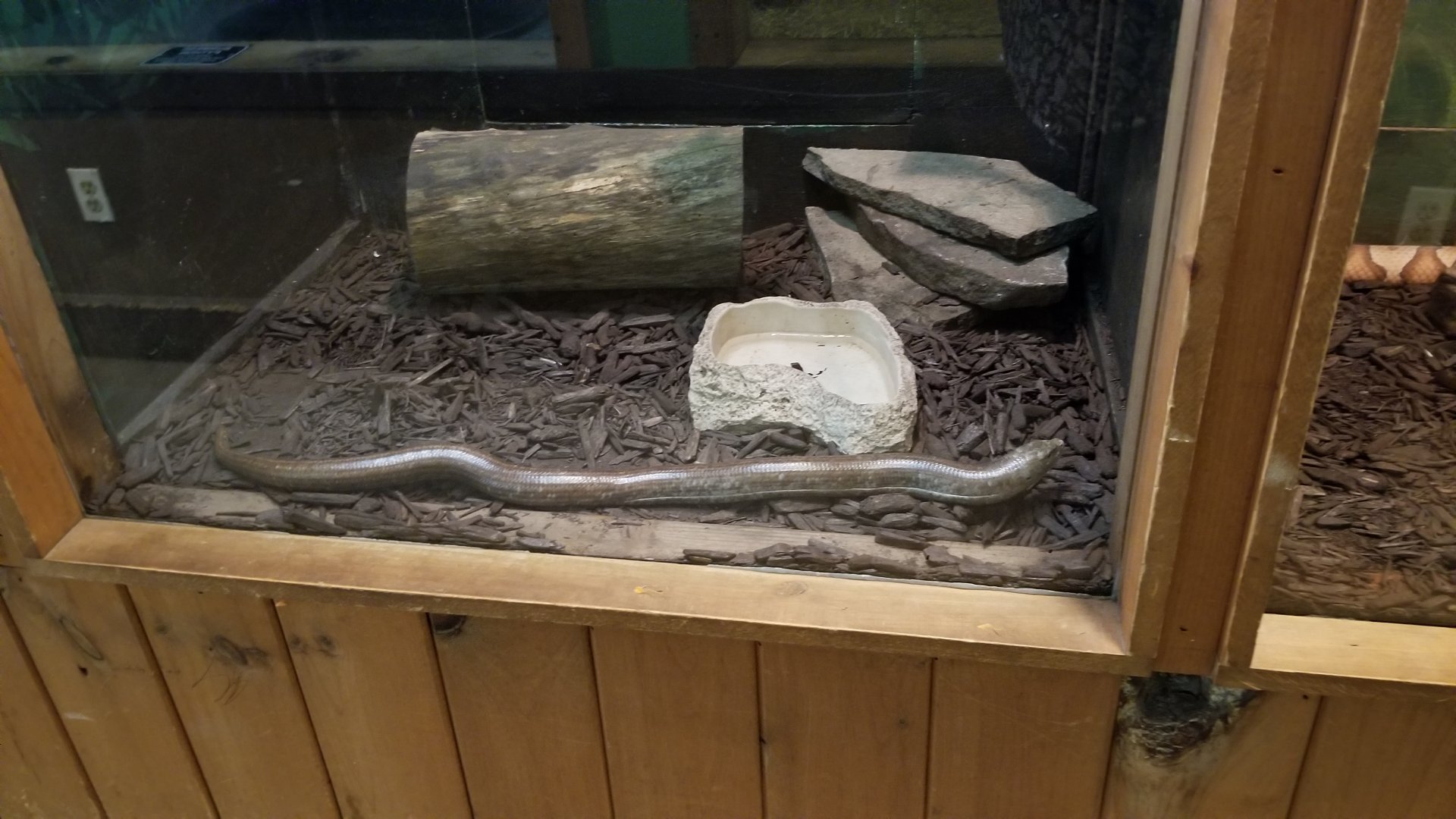 Claws N Paws - Legless Lizard