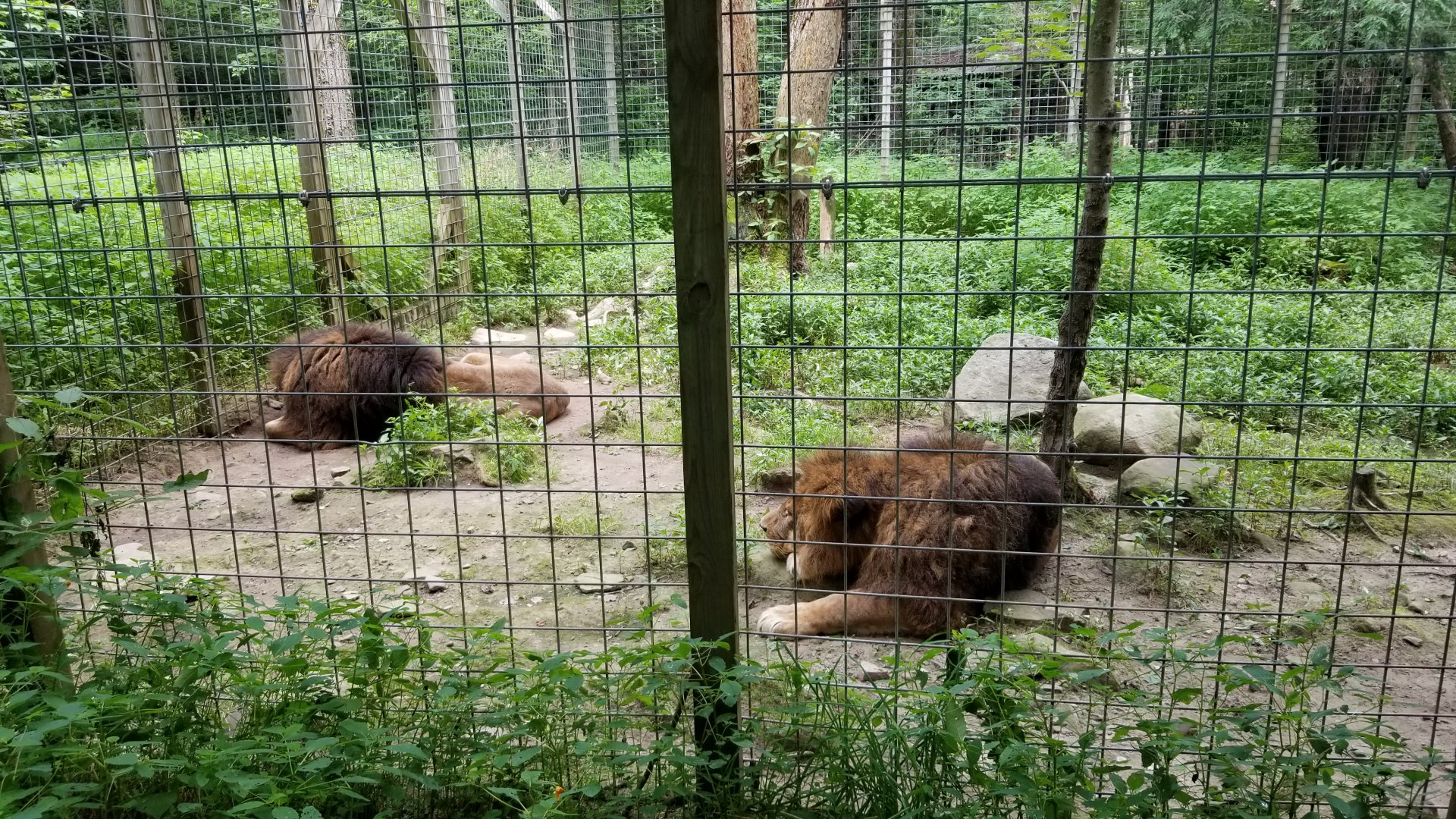 Claws N Paws - Lions