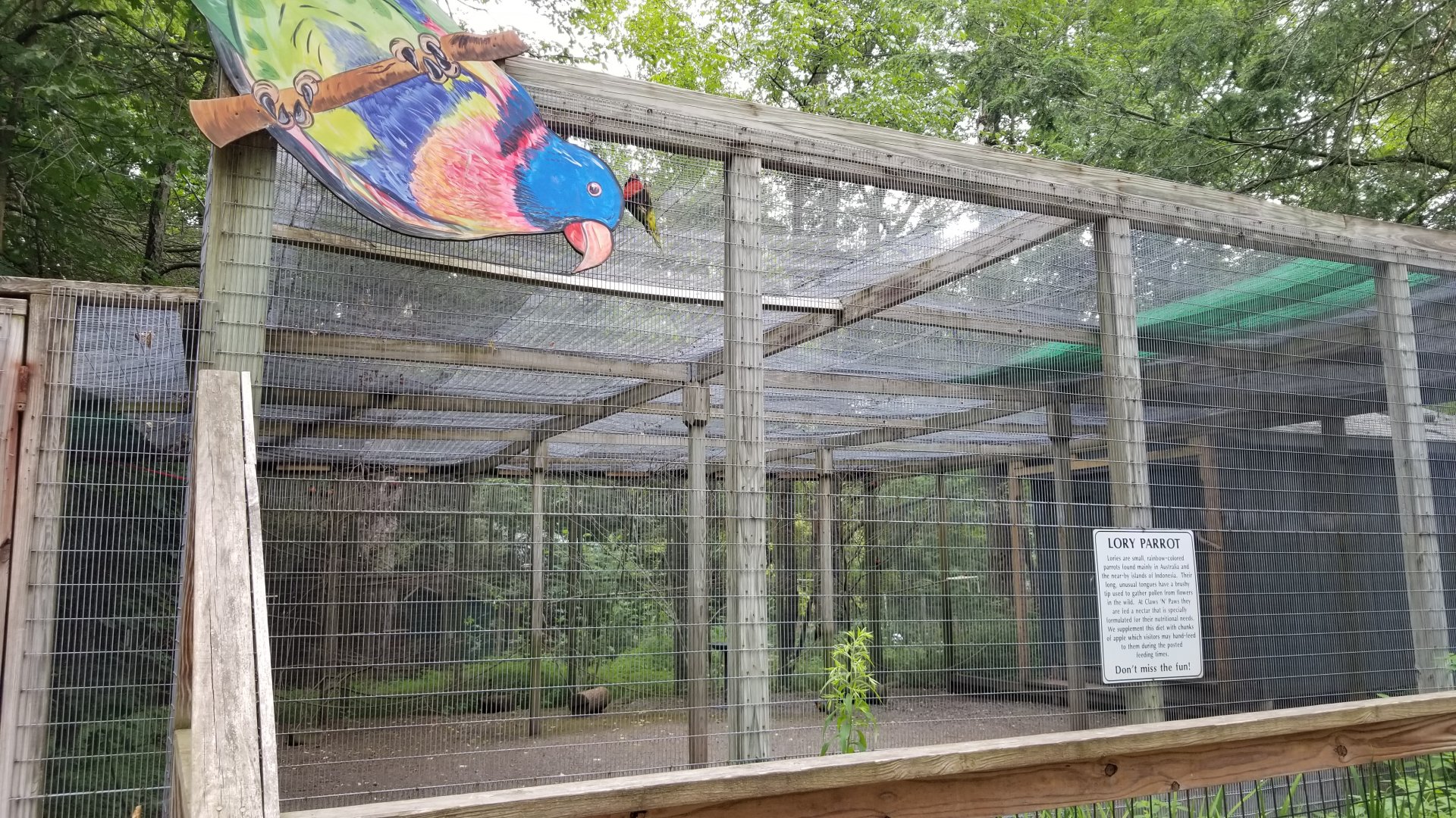 Claws N Paws - "Lory Parrot" walkthrough