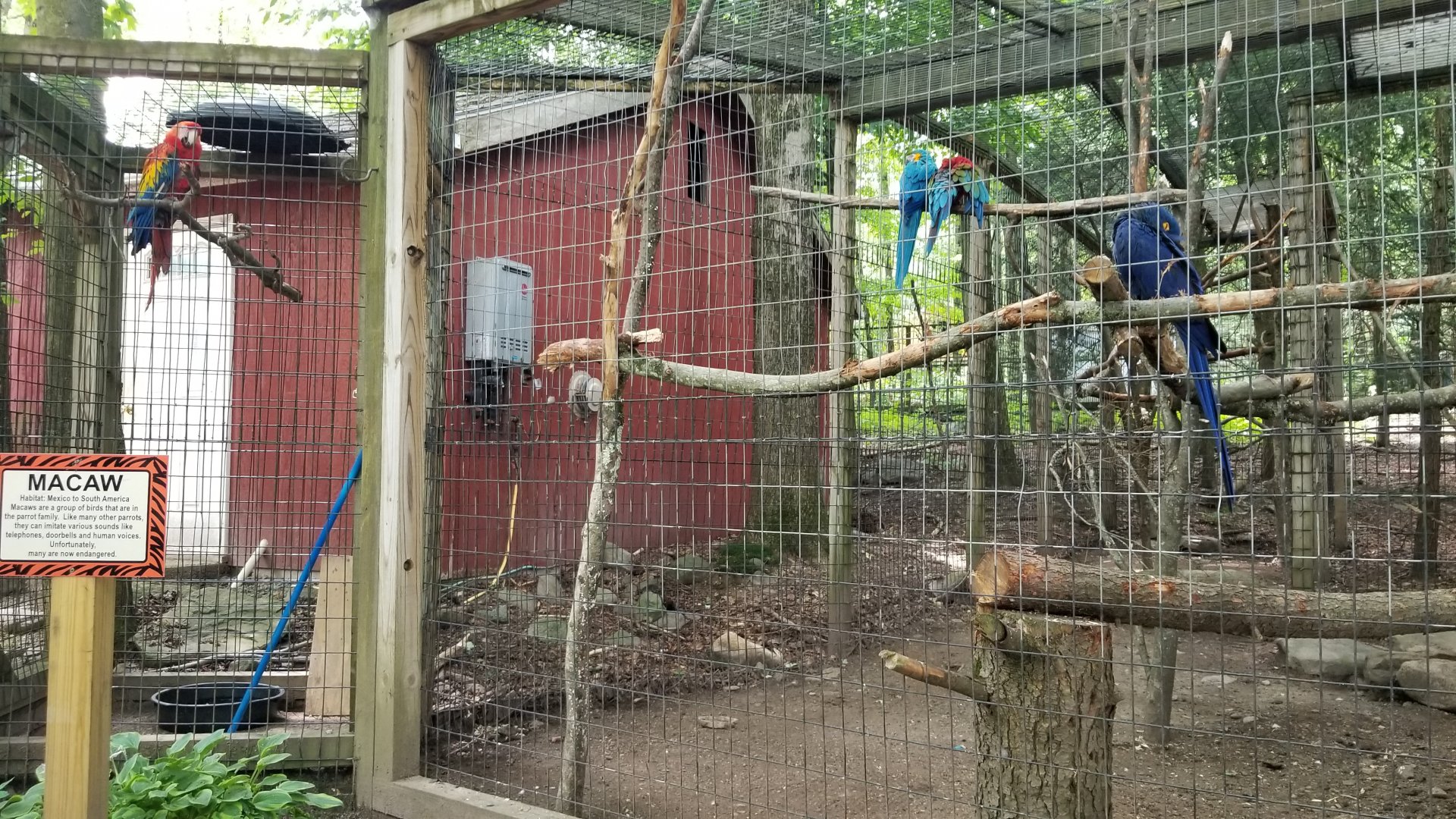 Claws N Paws - Macaws