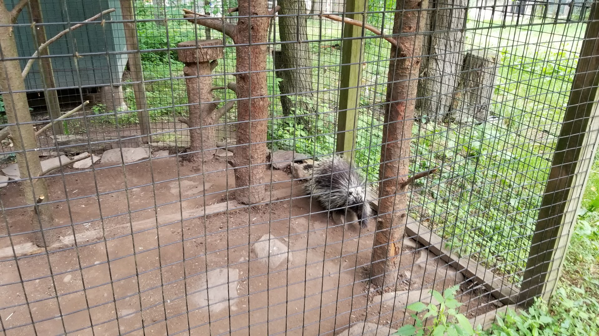 Claws N Paws - NA porcupine