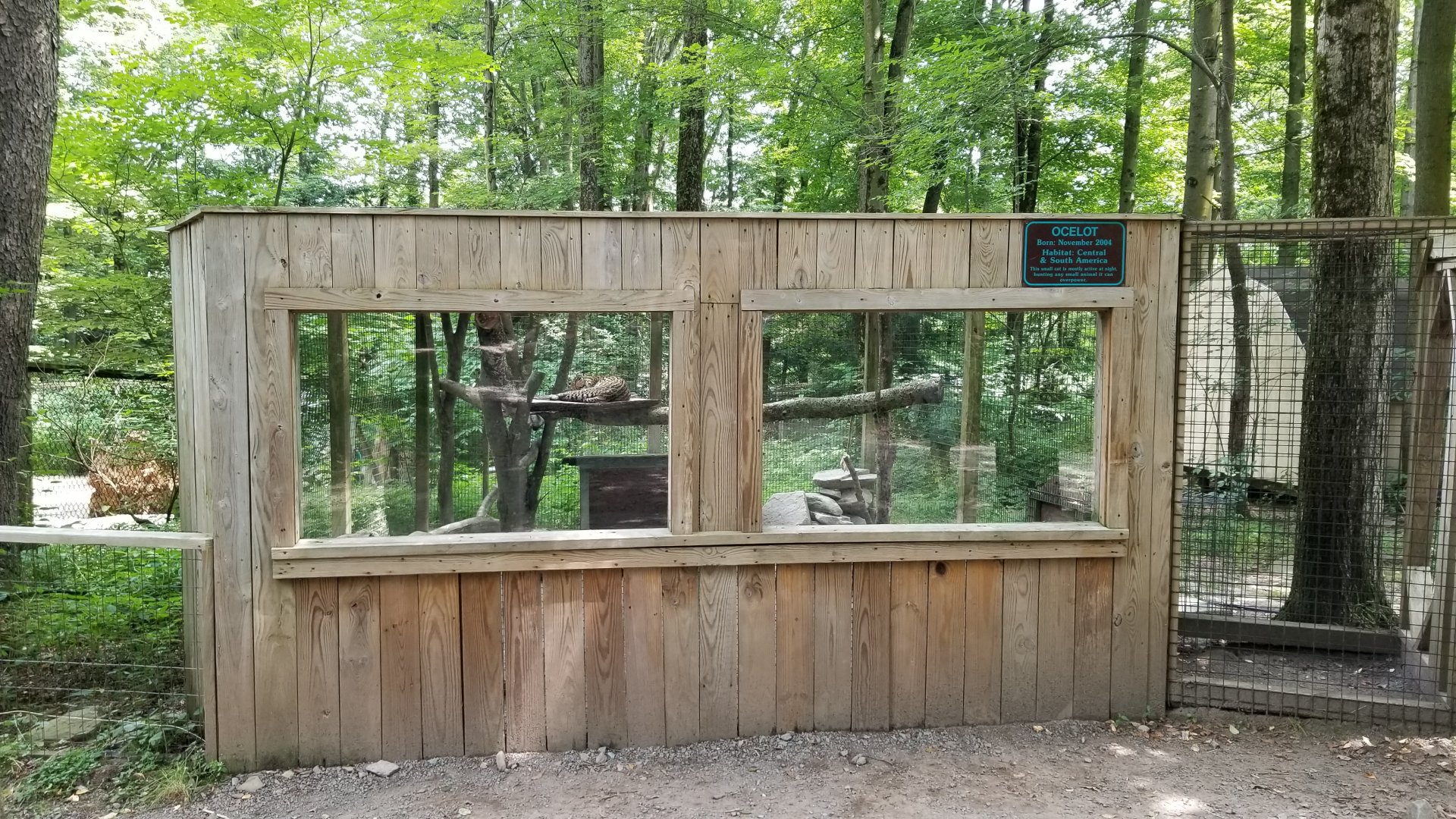 Claws N Paws - Ocelot