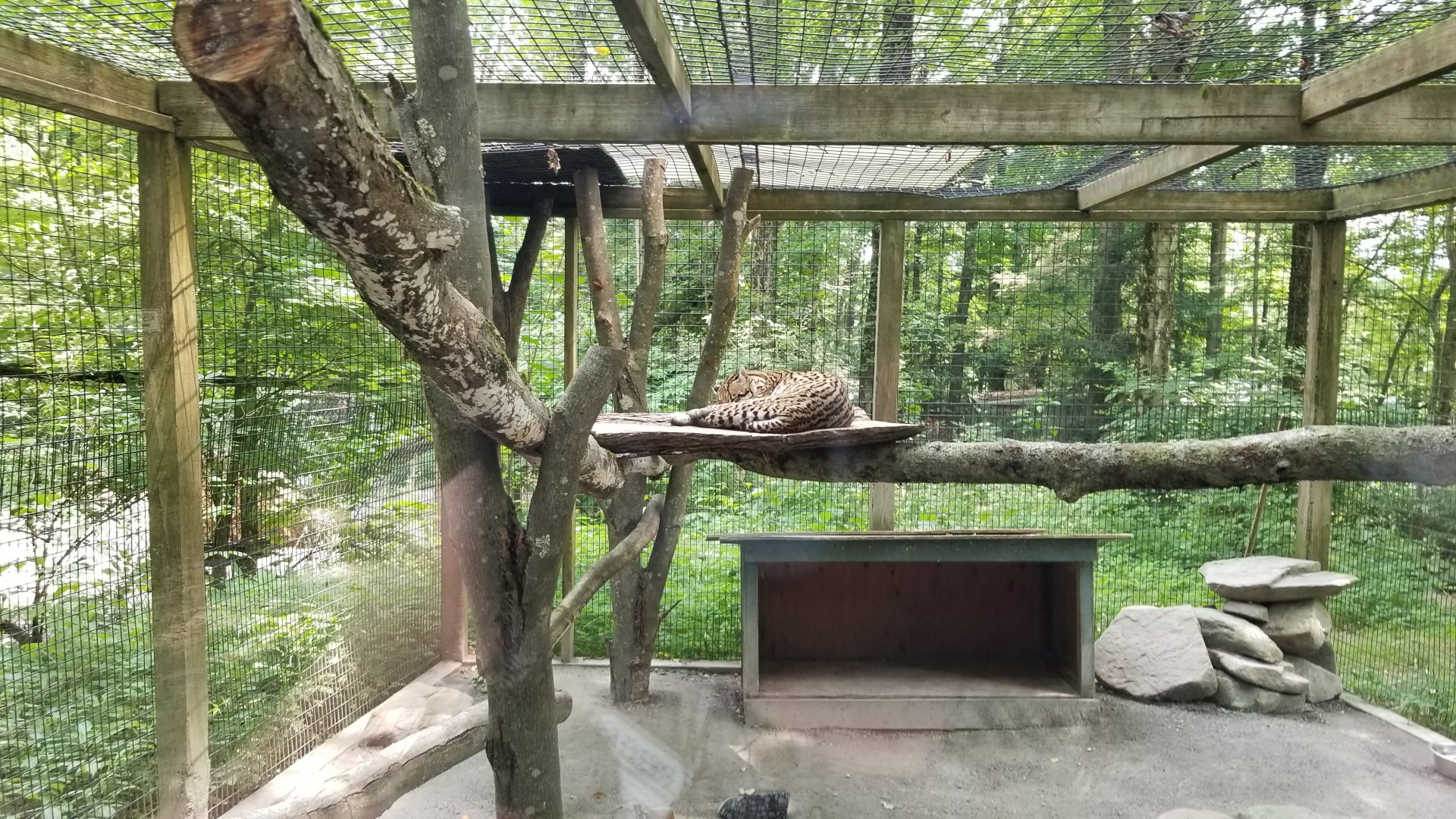 Claws N Paws - Ocelot