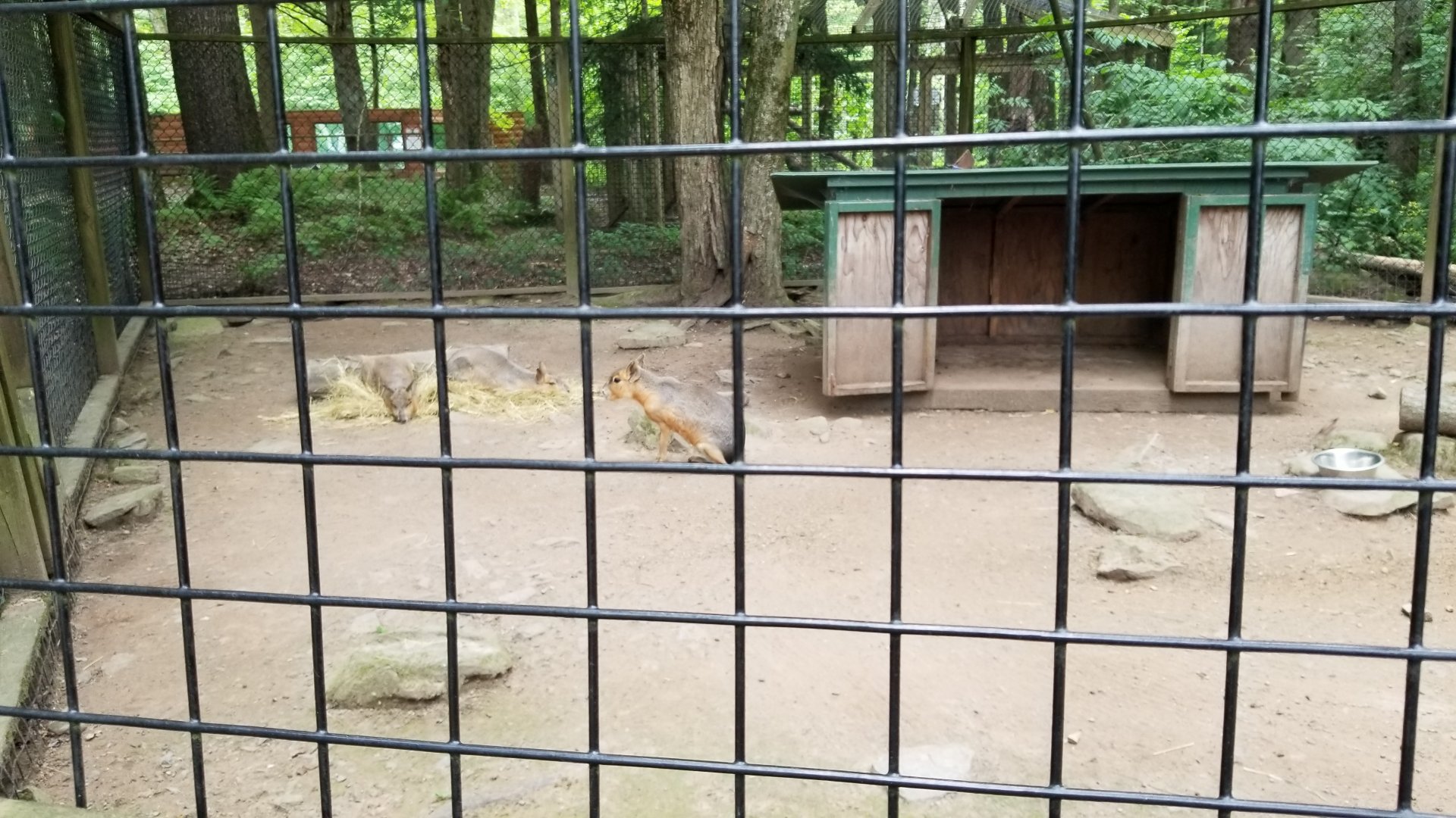 Claws N Paws - Patagonian Mara "Cavy"