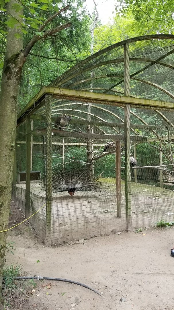 Claws N Paws - Peafowl