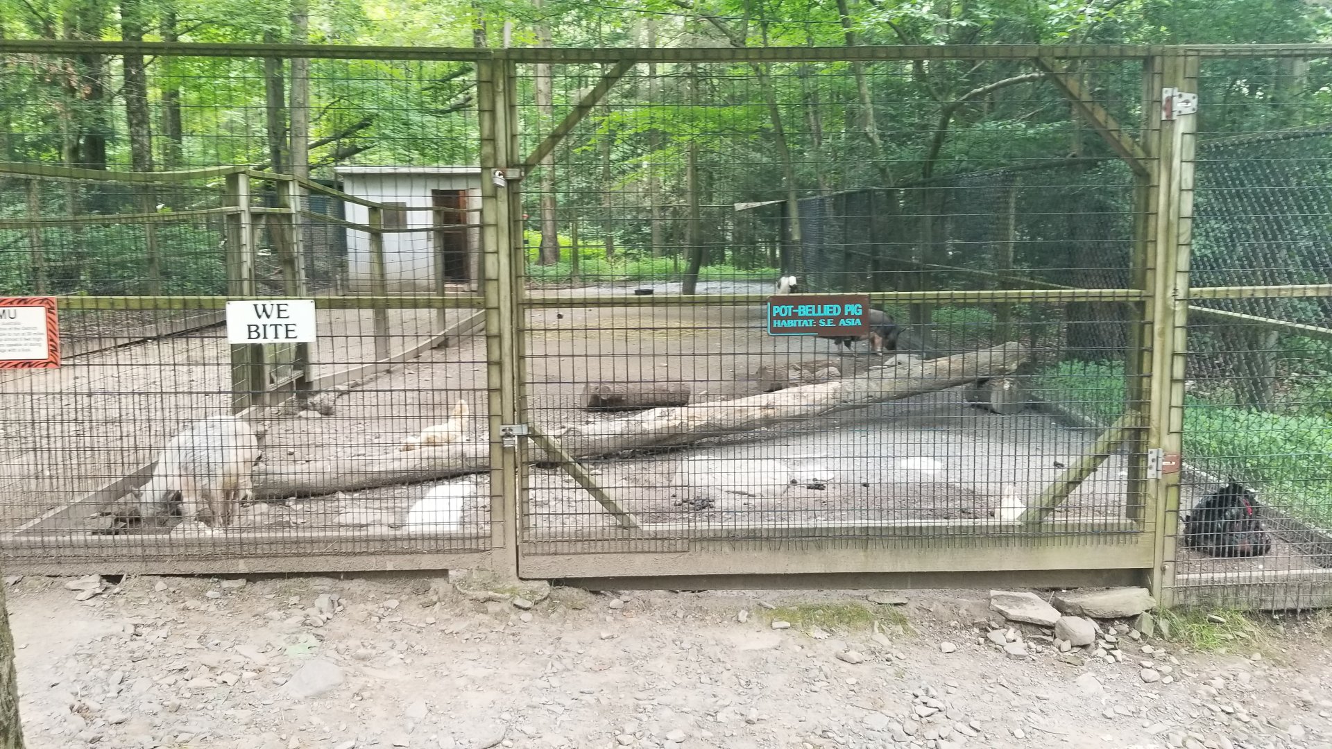 Claws N Paws - Potbellied pigs, chickens