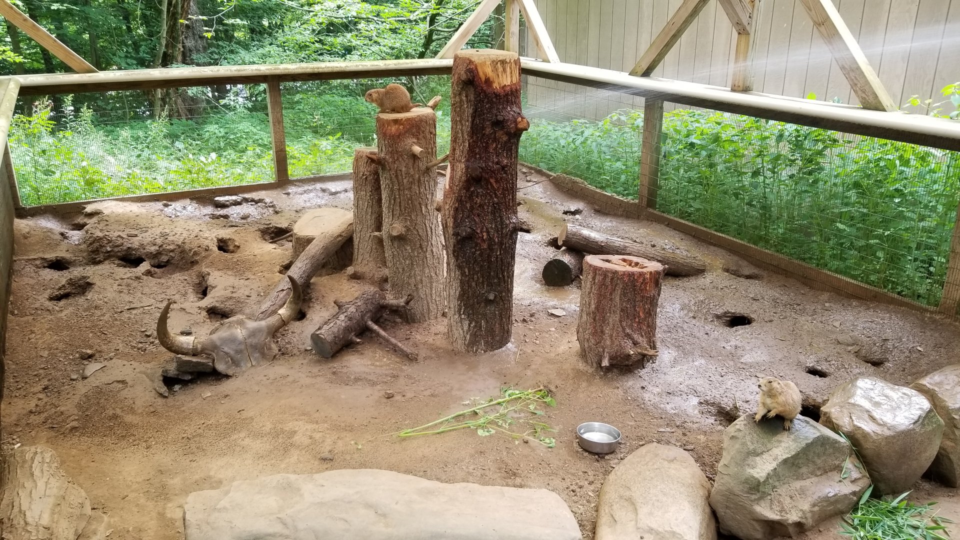 Claws N Paws - Prairie Dogs (keeper hosing off exhibit)