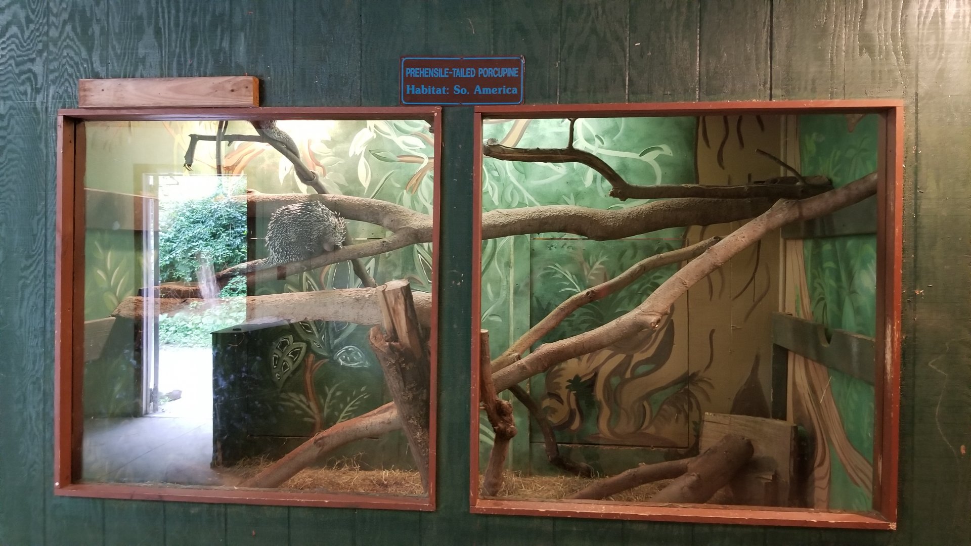 Claws N Paws - Prehensile Tailed Porcupines