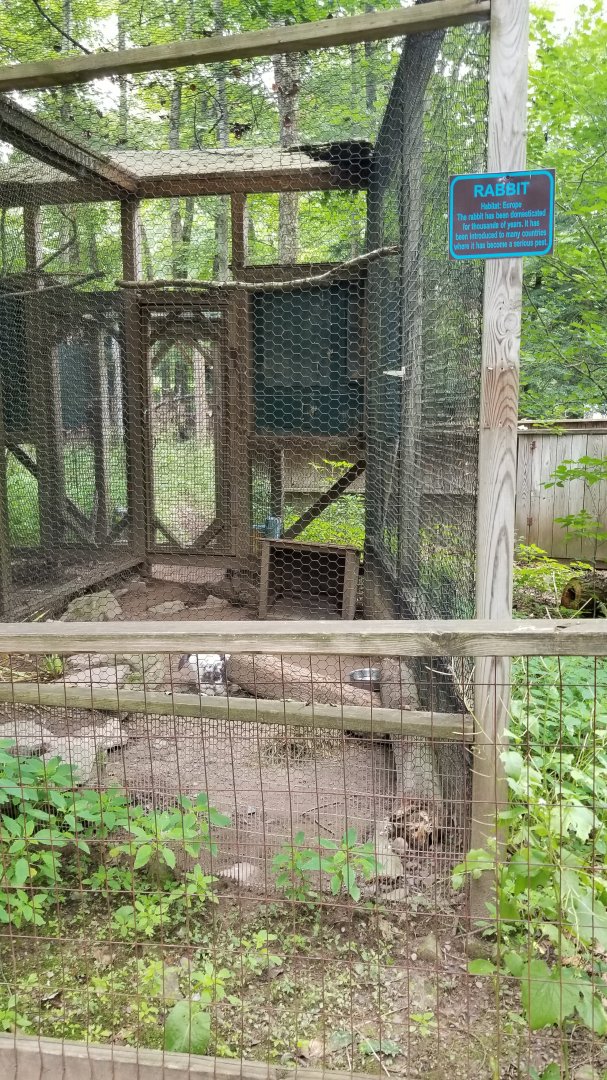 Claws N Paws - Rabbit (domestic lop)