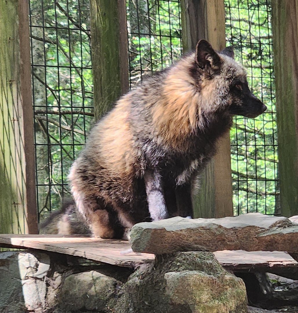 Claws N' Paws - Red Fox (cross phase)