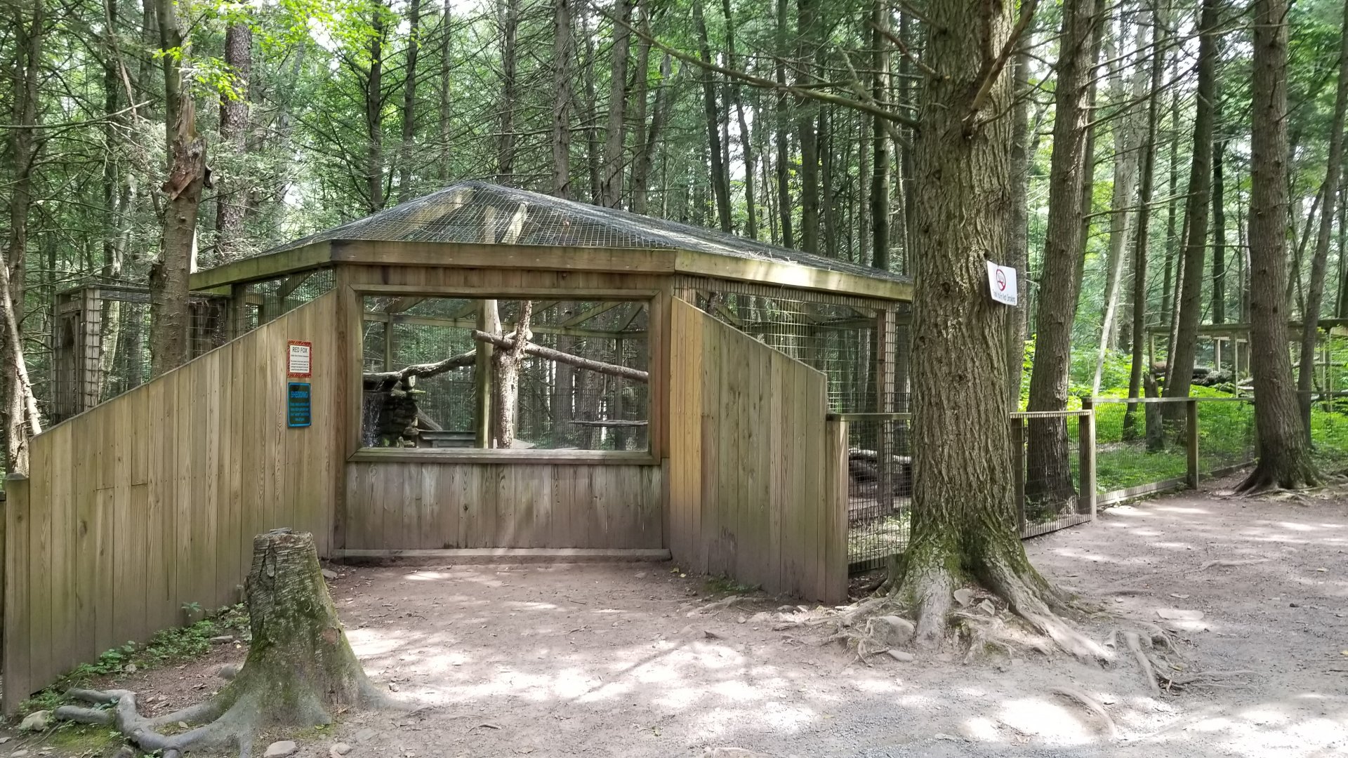 Claws N Paws - Red Fox exhibit