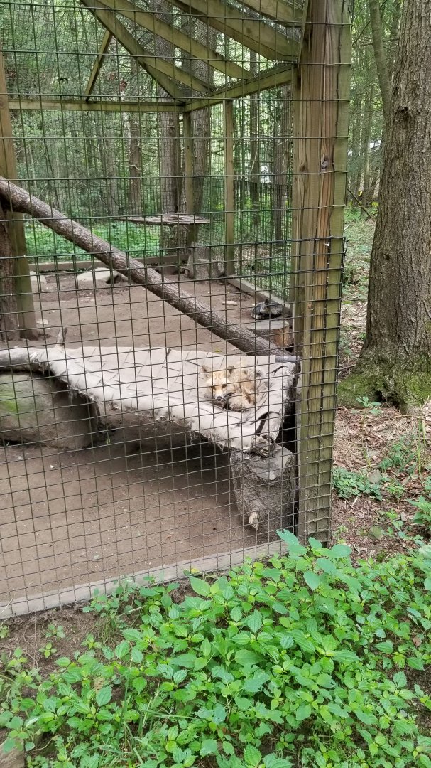 Claws N Paws - Red foxes (one silver)