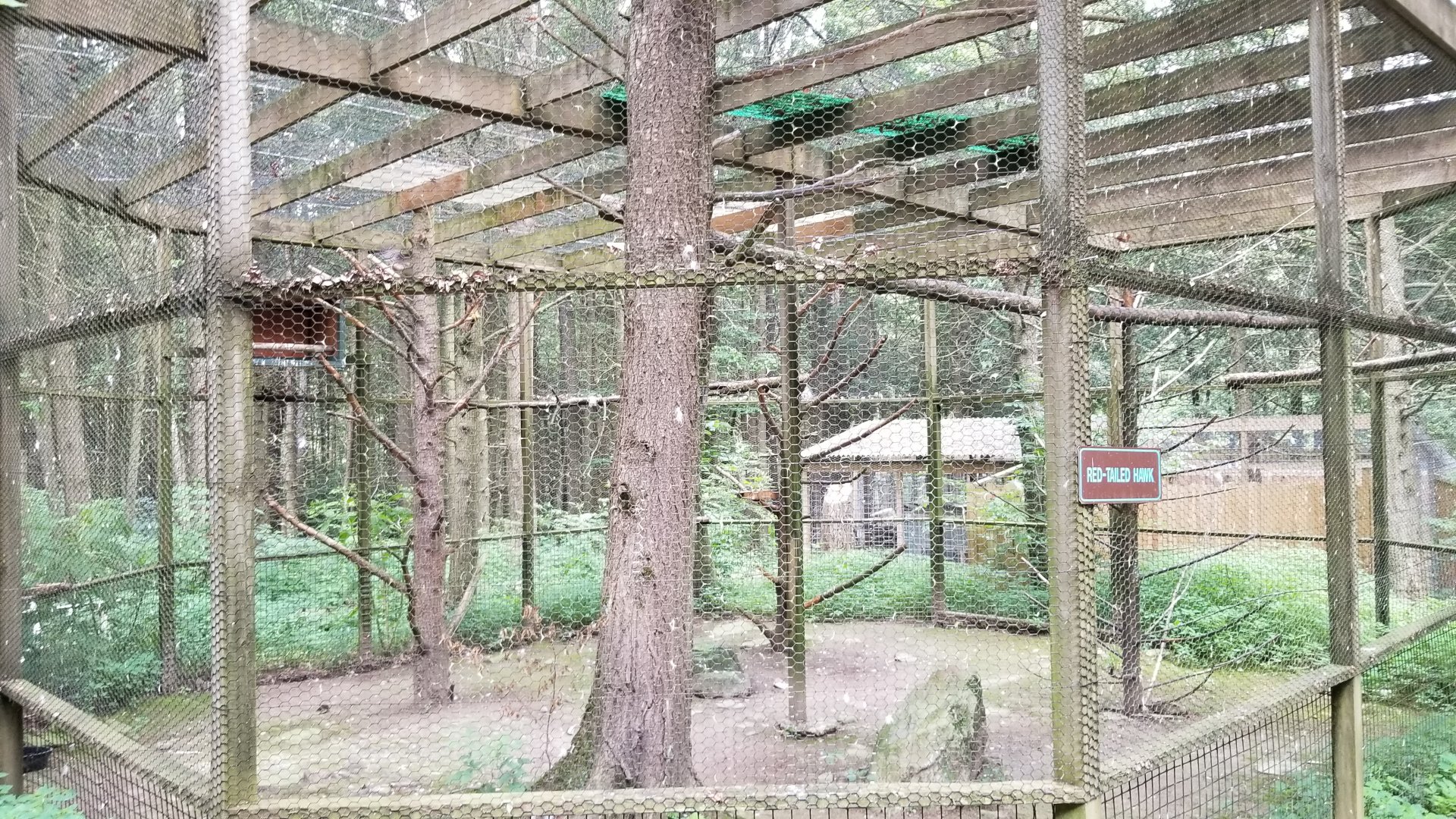 Claws N Paws - Red-tailed Hawk