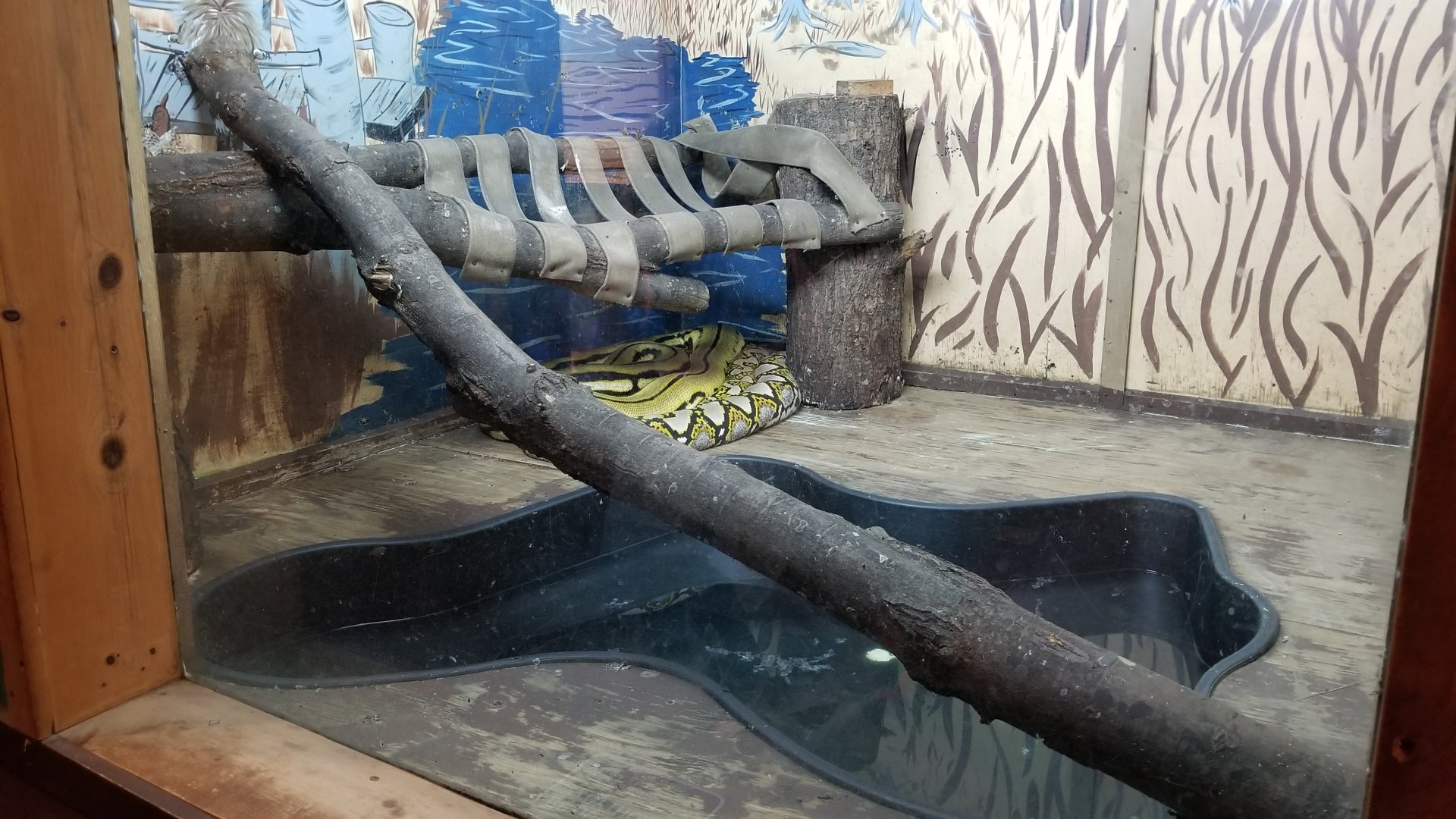 Claws N Paws - Reticulated pythons