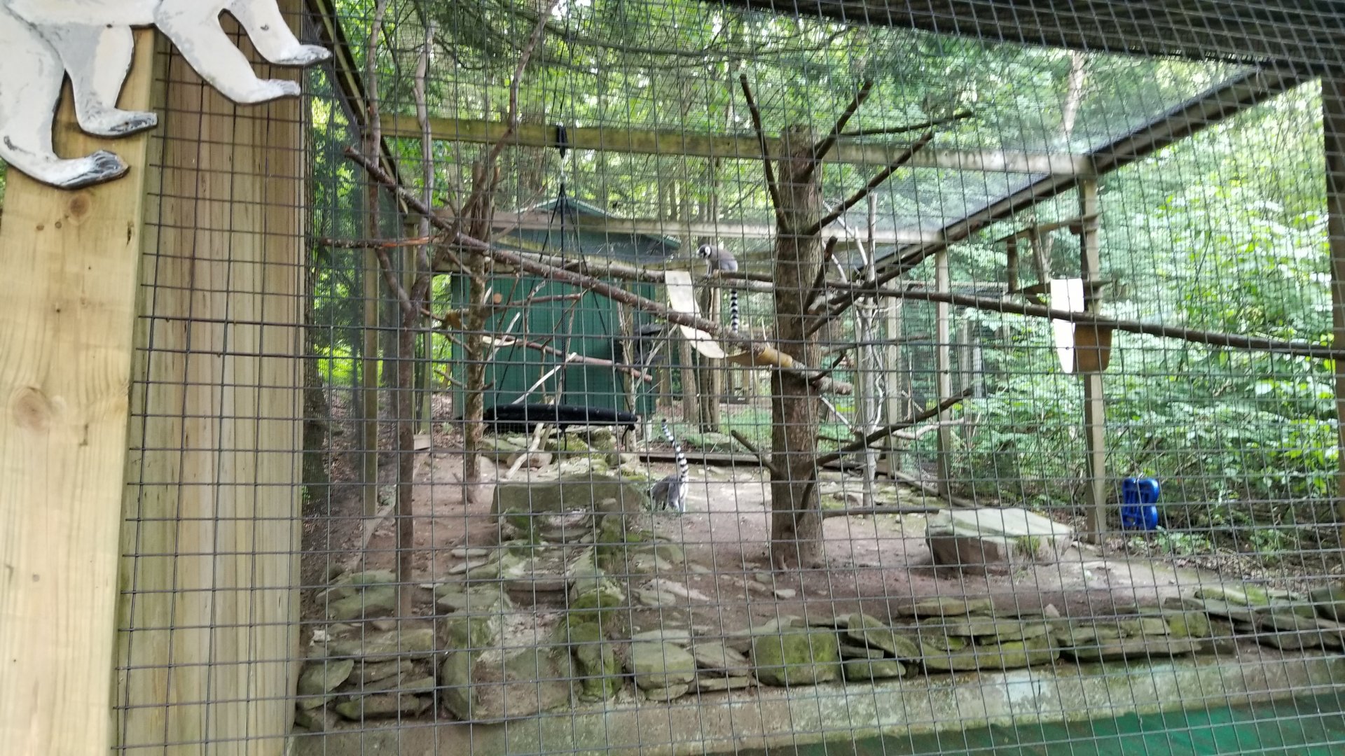 Claws N Paws - Ringtailed Lemurs