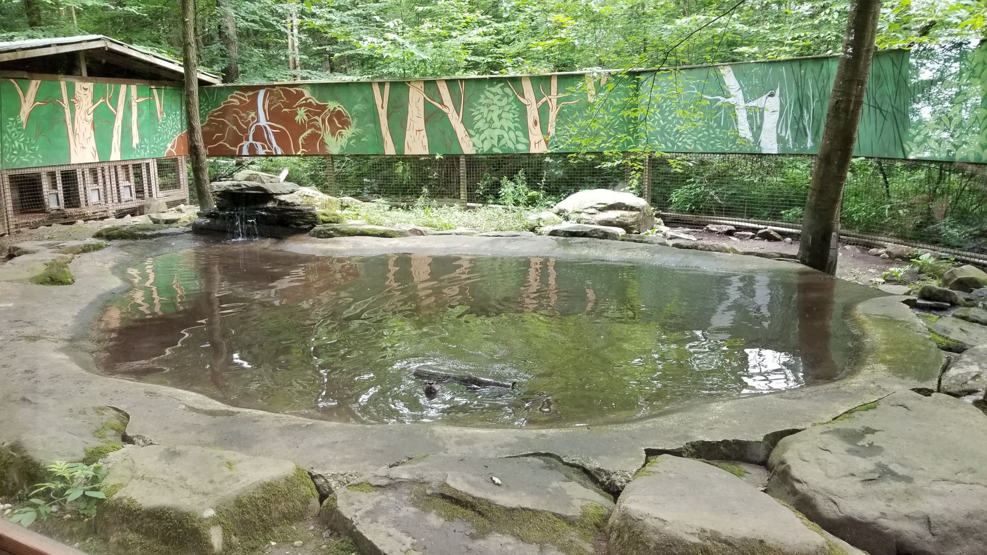 Claws N Paws - River otter exhibit
