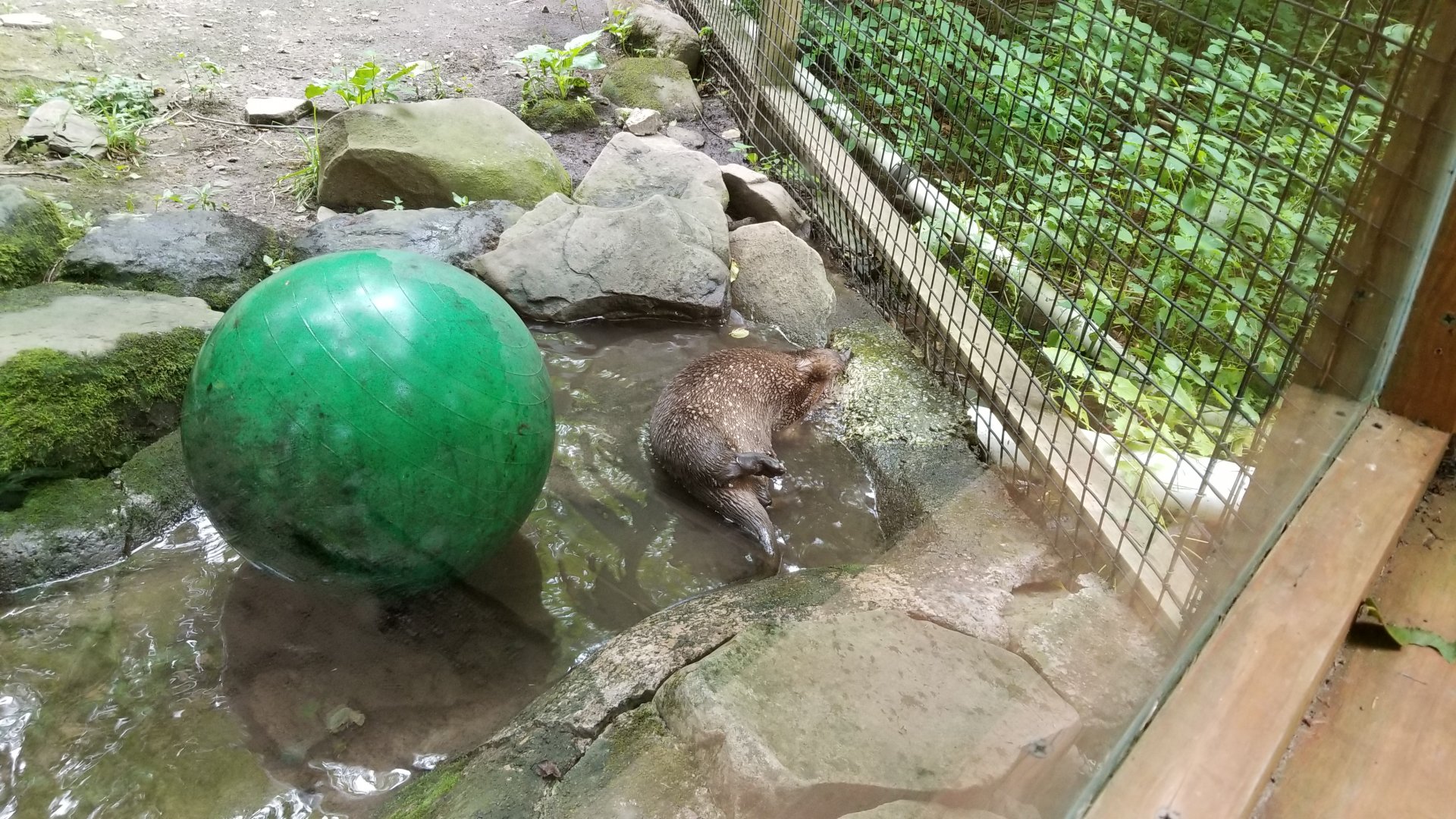 Claws N Paws - River otter with head in tube