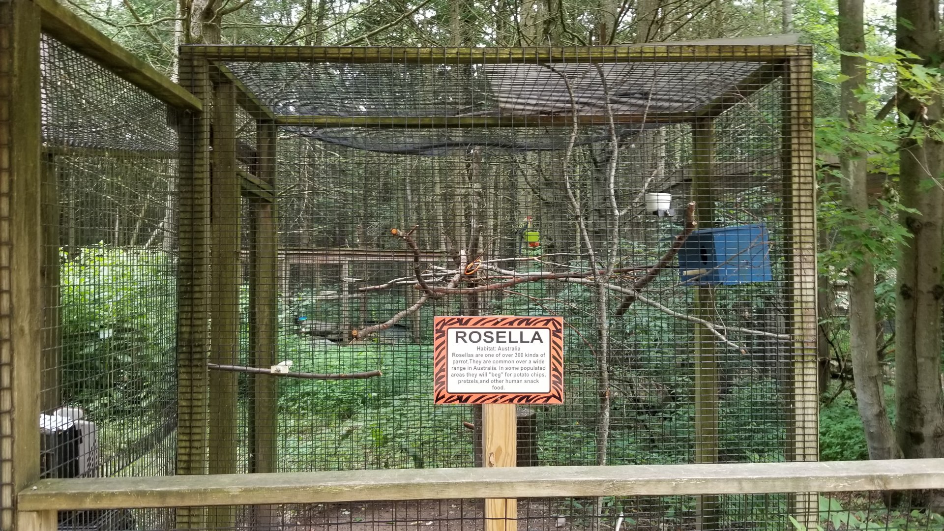 Claws N Paws - Rosellas