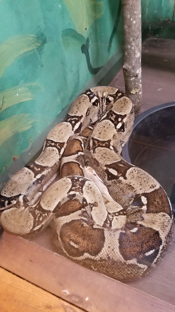 Claws N Paws - Rosy tail boa