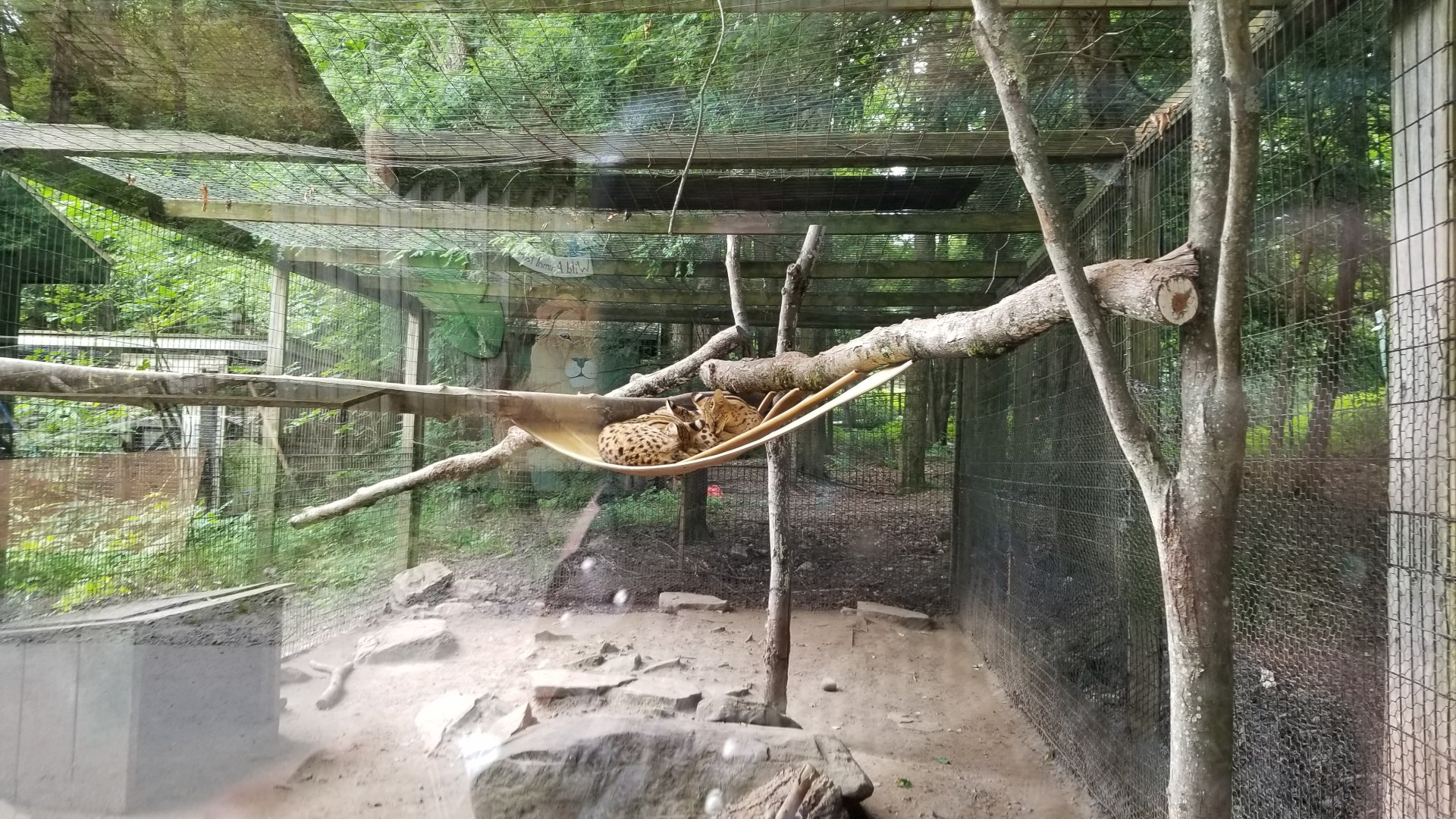 Claws N Paws - Servals