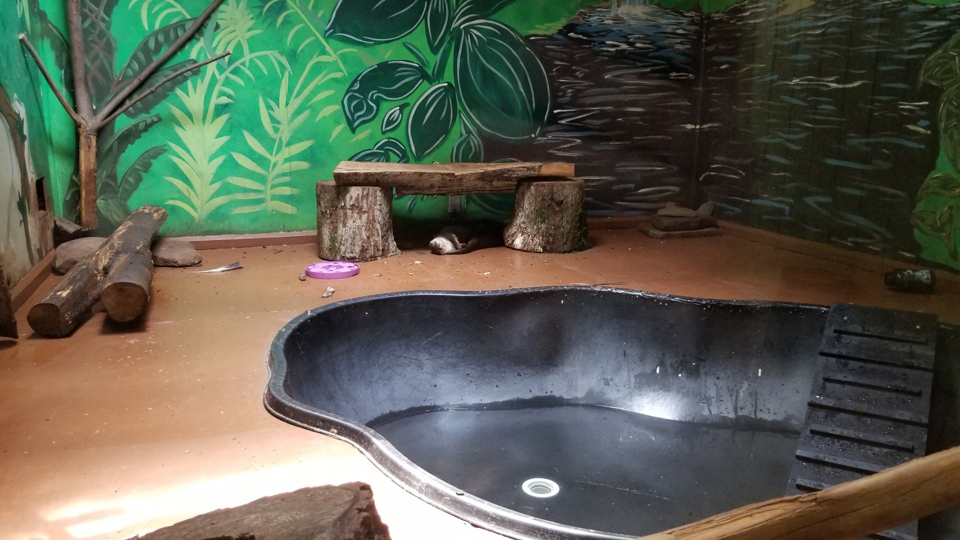 Claws N Paws - Short clawed otter