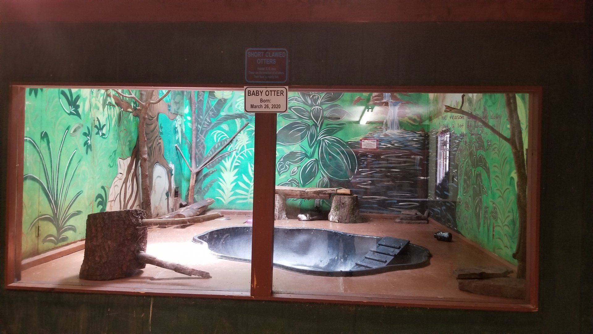 Claws N Paws - Short clawed otters