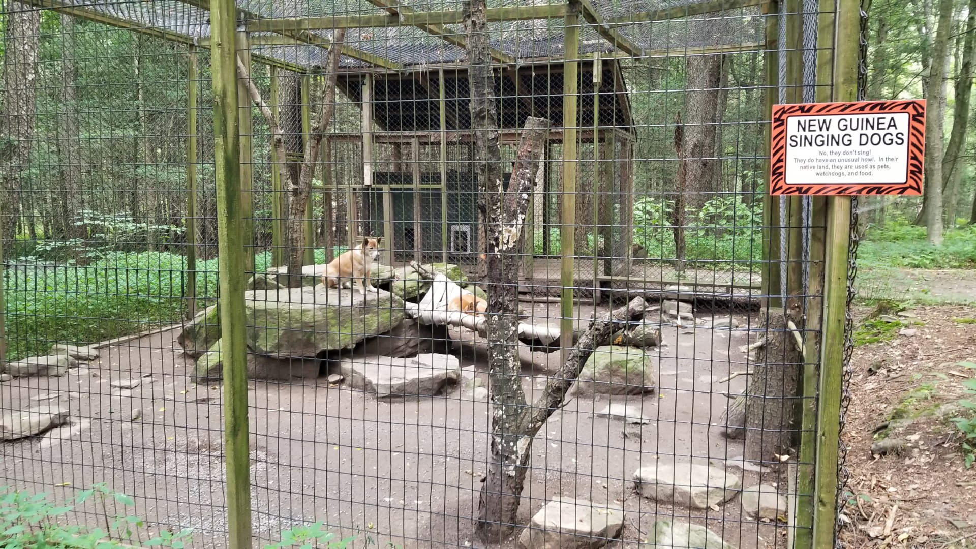 Claws N Paws - Singing Dogs