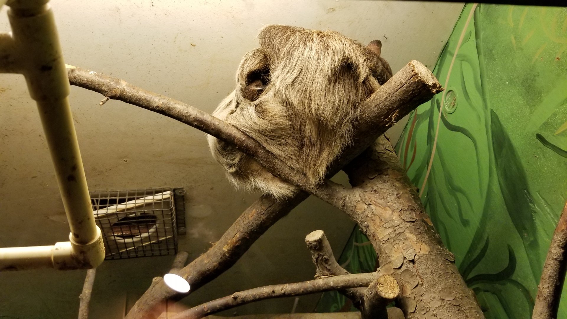 Claws N Paws - Sloth