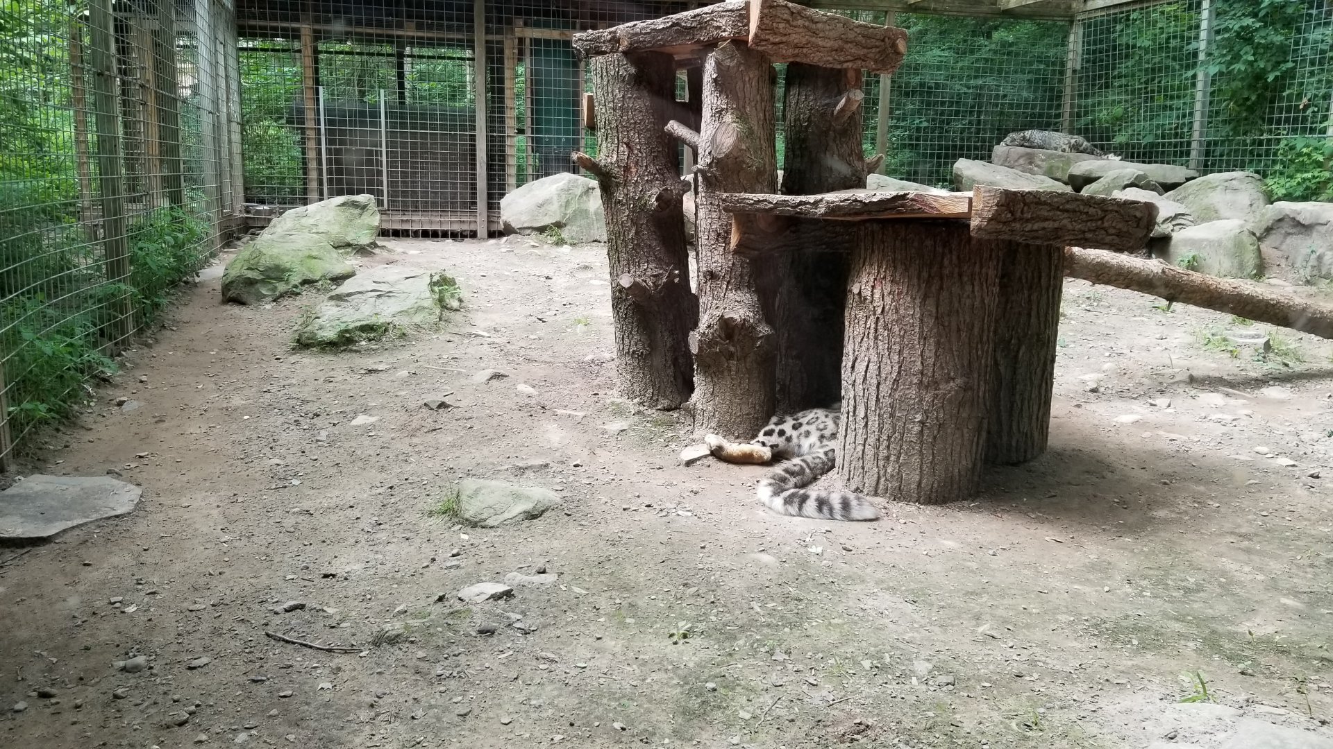 Claws N Paws - Snow Leopard exhibit #1