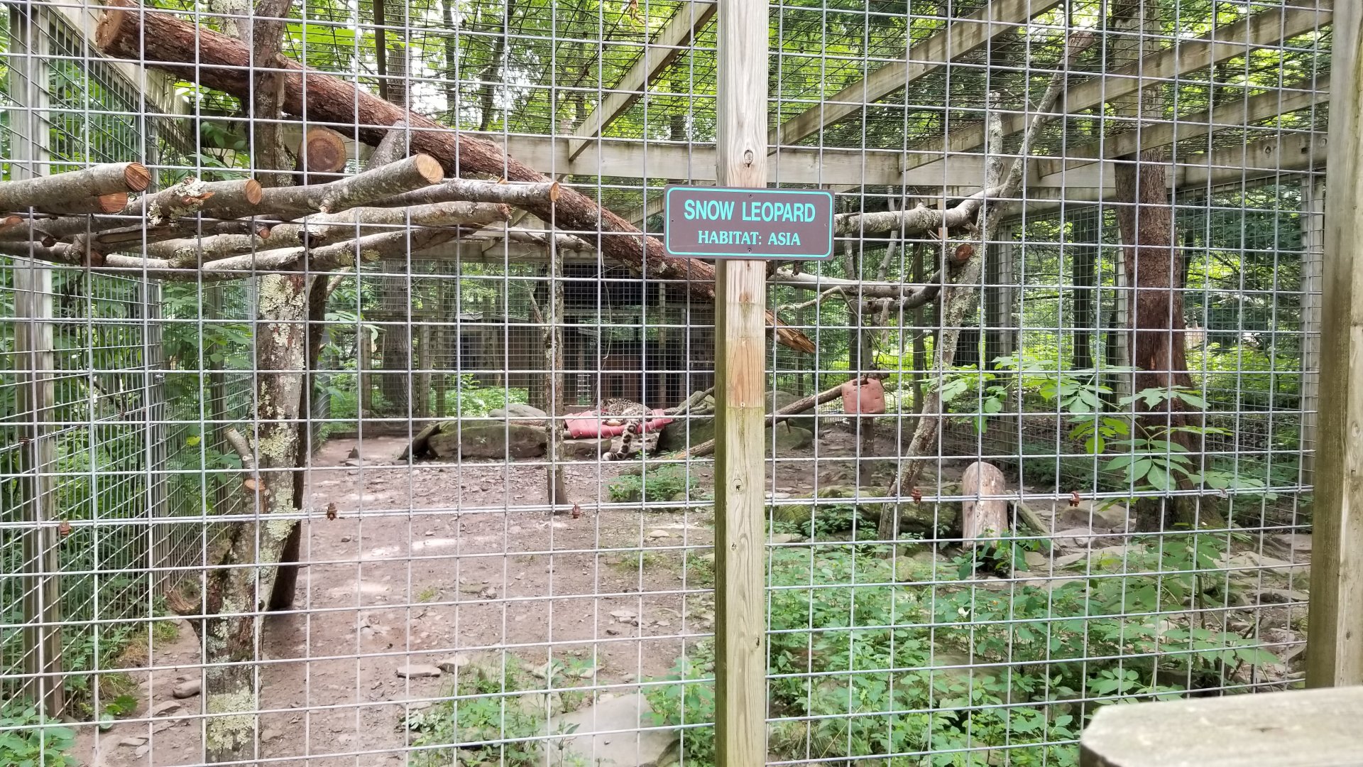 Claws N Paws - Snow Leopard exhibit #2