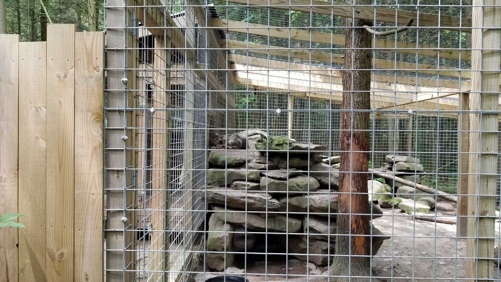 Claws N Paws - Snow Leopard exhibit #3