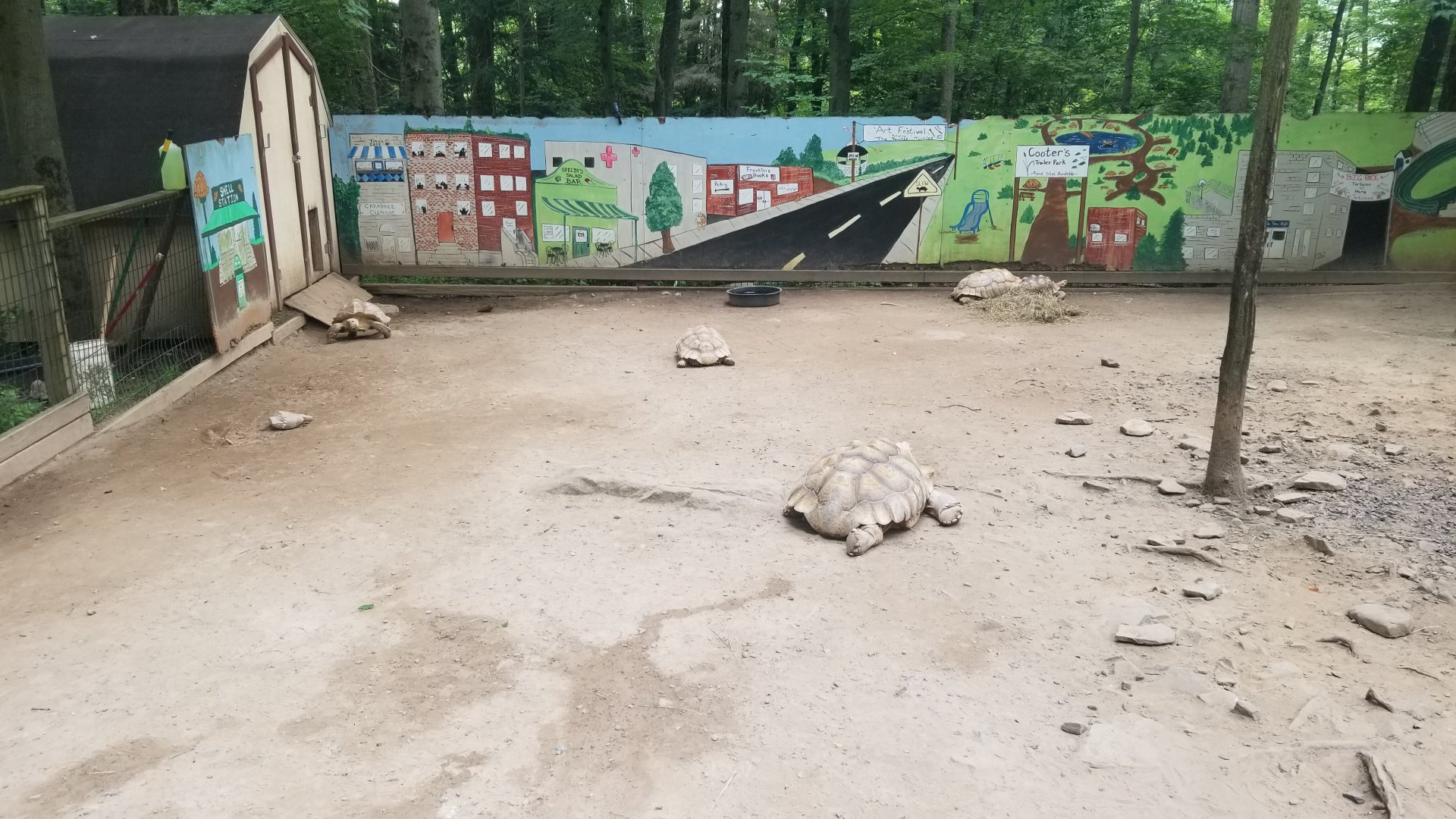 Claws N Paws - Spur-thighed tortoise