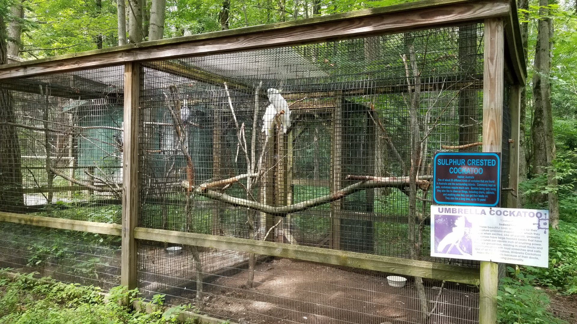 Claws N Paws - Sulphur crested cockatoo, umbrella cockatoo