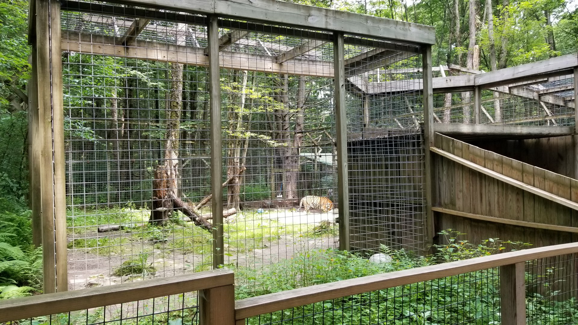 Claws N Paws - Tiger from left